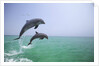 Bottlenosed Dolphins Breaching by Anonymous