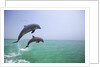 Bottlenosed Dolphins Breaching by Anonymous