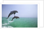Bottlenosed Dolphins Breaching by Anonymous