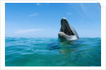 Bottlenosed Dolphin by Anonymous
