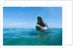 Bottlenosed Dolphin by Anonymous