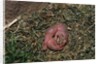 One Week Old Black-Tailed Prairie Dogs by Anonymous