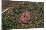One Week Old Black-Tailed Prairie Dogs by Anonymous