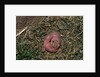 One Week Old Black-Tailed Prairie Dogs by Anonymous