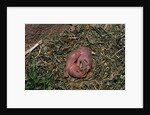 One Week Old Black-Tailed Prairie Dogs by Anonymous