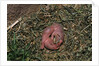 One Week Old Black-Tailed Prairie Dogs by Anonymous