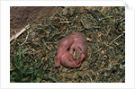 One Week Old Black-Tailed Prairie Dogs by Anonymous