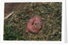 One Week Old Black-Tailed Prairie Dogs by Anonymous