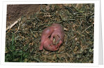 One Week Old Black-Tailed Prairie Dogs by Anonymous
