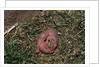 One Week Old Black-Tailed Prairie Dogs by Anonymous
