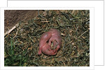 One Week Old Black-Tailed Prairie Dogs by Anonymous