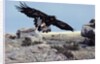 Golden Eagle with Prairie Dog by Anonymous