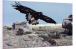 Golden Eagle with Prairie Dog by Anonymous