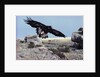 Golden Eagle with Prairie Dog by Anonymous