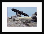Golden Eagle with Prairie Dog by Anonymous