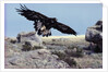 Golden Eagle with Prairie Dog by Anonymous