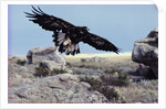 Golden Eagle with Prairie Dog by Anonymous