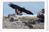 Golden Eagle with Prairie Dog by Anonymous