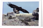 Golden Eagle with Prairie Dog by Anonymous