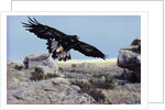 Golden Eagle with Prairie Dog by Anonymous