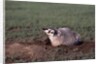 Badger Digging in Prairie Dog Hole by Anonymous