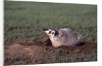 Badger Digging in Prairie Dog Hole by Anonymous