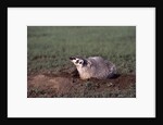 Badger Digging in Prairie Dog Hole by Anonymous
