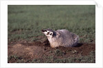 Badger Digging in Prairie Dog Hole by Anonymous