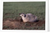 Badger Digging in Prairie Dog Hole by Anonymous
