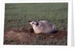 Badger Digging in Prairie Dog Hole by Anonymous