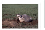 Badger Digging in Prairie Dog Hole by Anonymous