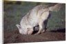 Coyote Digging in Prairie Dog Hole by Anonymous