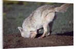 Coyote Digging in Prairie Dog Hole by Anonymous