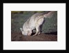 Coyote Digging in Prairie Dog Hole by Anonymous