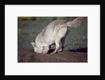 Coyote Digging in Prairie Dog Hole by Anonymous