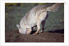 Coyote Digging in Prairie Dog Hole by Anonymous