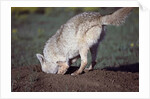 Coyote Digging in Prairie Dog Hole by Anonymous