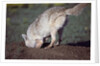 Coyote Digging in Prairie Dog Hole by Anonymous