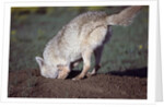 Coyote Digging in Prairie Dog Hole by Anonymous
