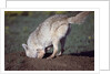 Coyote Digging in Prairie Dog Hole by Anonymous