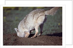 Coyote Digging in Prairie Dog Hole by Anonymous