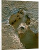 Orbital Radar View of Sakurajima Volcano by Anonymous