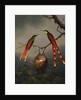 Two Hummingbirds Guarding an Egg Nest by Martin Johnson Heade