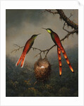 Two Hummingbirds Guarding an Egg Nest by Martin Johnson Heade