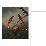 Two Hummingbirds Guarding an Egg Nest by Martin Johnson Heade