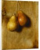 Hanging Pears by Stanley S. David