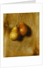 Hanging Pears by Stanley S. David