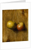 Hanging Apples by Stanley S. David