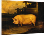 A Prize Sow in a Sty by John Dalby of York