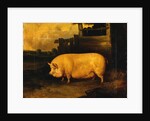 A Prize Sow in a Sty by John Dalby of York